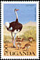Common Ostrich Struthio camelus  1990 Wild birds of Uganda 
