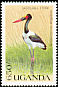 Saddle-billed Stork Ephippiorhynchus senegalensis