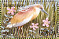Squacco Heron Ardeola ralloides  1995 Waterfowl and wetland birds of Uganda Sheet