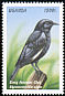 Sooty Chat Myrmecocichla nigra  1999 Birds of Uganda 