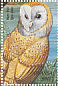 Western Barn Owl Tyto alba