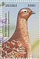 Four-banded Sandgrouse Pterocles quadricinctus  1999 Birds of Uganda  MS