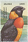 Long-tailed Paradise Whydah Vidua paradisaea  1999 Birds of Uganda  MS MS