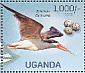African Skimmer Rynchops flavirostris  2013 Endangered and vulnerable bird species Sheet