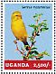 Yellow Canary Crithagra flaviventris