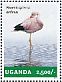Andean Flamingo Phoenicoparrus andinus  2014 Flamingos Sheet