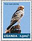 Greater Kestrel Falco rupicoloides  2014 Falcons Sheet