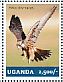 Lanner Falcon Falco biarmicus  2014 Falcons Sheet