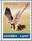 Lanner Falcon Falco biarmicus