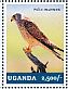 Lesser Kestrel Falco naumanni  2014 Falcons Sheet
