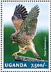 Common Kestrel Falco tinnunculus  2014 Falcons  MS