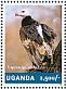 White-headed Vulture Trigonoceps occipitalis  2014 Vultures Sheet