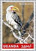 Southern Yellow-billed Hornbill Tockus leucomelas