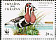 Red-breasted Goose Branta ruficollis