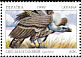 Griffon Vulture Gyps fulvus