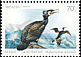 Great Cormorant Phalacrocorax carbo