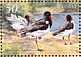 Eurasian Oystercatcher Haematopus ostralegus  2002 Chornomorskyi 5v sheet