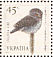 Eurasian Pygmy Owl  Glaucidium passerinum