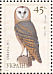 Western Barn Owl  Tyto alba