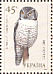 Northern Hawk-Owl  Surnia ulula