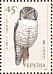 Northern Hawk-Owl Surnia ulula