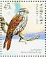 Saker Falcon Falco cherrug