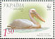 Great White Pelican Pelecanus onocrotalus