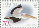 Great White Pelican Pelecanus onocrotalus