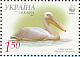 Great White Pelican Pelecanus onocrotalus