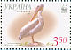 Great White Pelican  Pelecanus onocrotalus