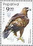 Golden Eagle Aquila chrysaetos