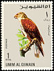 Ferruginous Hawk Buteo regalis