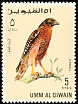 Red-shouldered Hawk Buteo lineatus