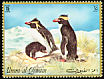 Southern Rockhopper Penguin Eudyptes chrysocome