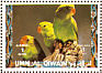 Black-winged Lovebird Agapornis taranta  1972 Birds 