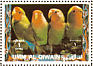 Rosy-faced Lovebird Agapornis roseicollis