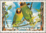 Black-cheeked Lovebird Agapornis nigrigenis