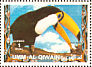 Toco Toucan  Ramphastos toco