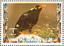 Southern Hill Myna Gracula indica  1972 Birds 