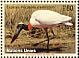 Jabiru Jabiru mycteria