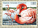 American Flamingo Phoenicopterus ruber