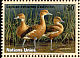 Fulvous Whistling Duck Dendrocygna bicolor