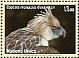 Philippine Eagle Pithecophaga jefferyi