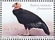 California Condor Gymnogyps californianus