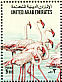 Greater Flamingo Phoenicopterus roseus  1994 Birds  MS