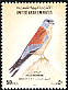 Lesser Kestrel Falco naumanni