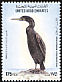 Socotra Cormorant Phalacrocorax nigrogularis