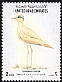 Cream-colored Courser Cursorius cursor  1995 Birds 