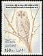 Pallid Scops Owl Otus brucei