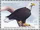 Bald Eagle Haliaeetus leucocephalus